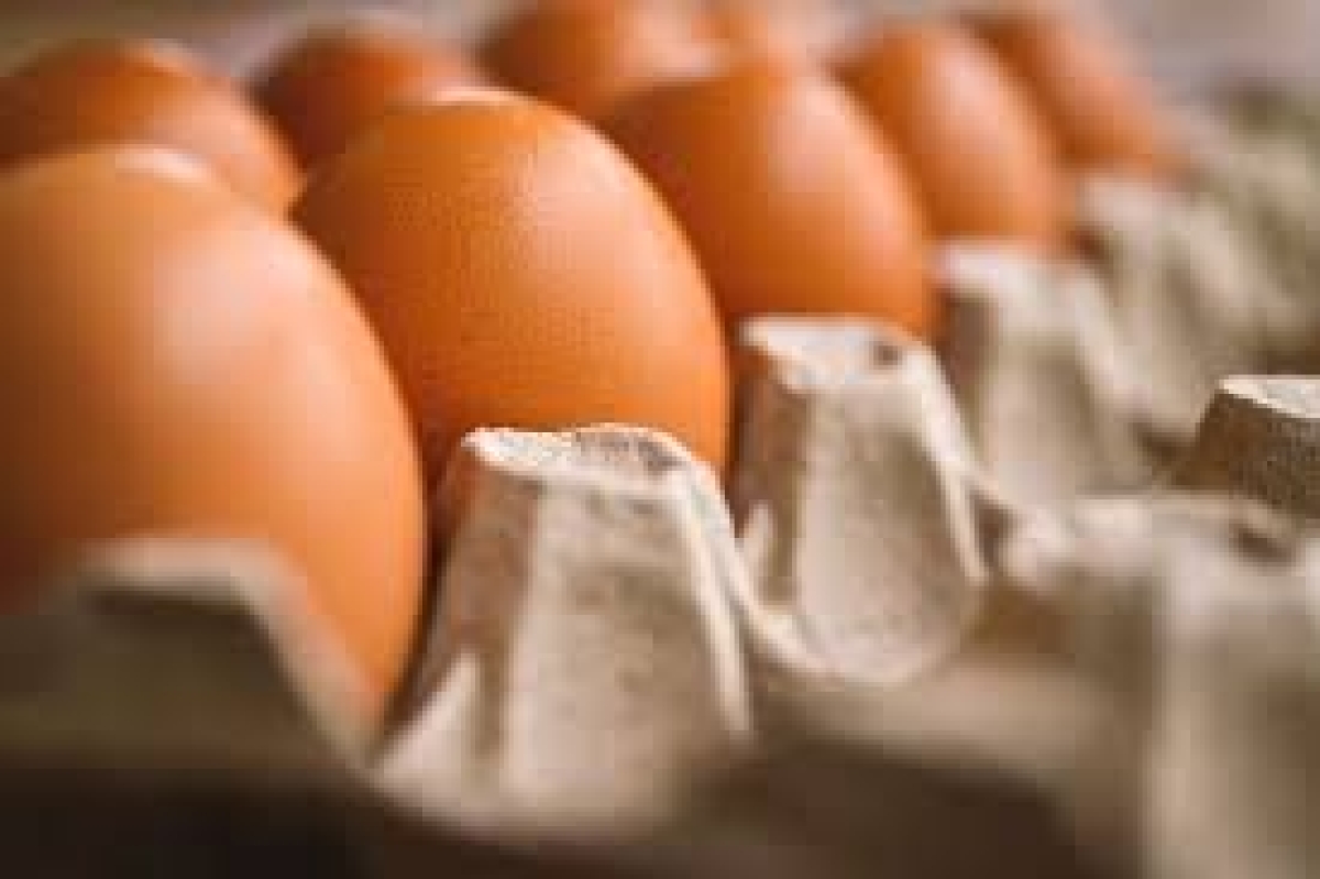 42 Million Eggs Approved for Import by Sri Lankan Cabinet Amidst Market Satbility Concerns