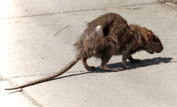 Rat Fever (Leptospirosis) On The Increase Due To Rainy Weather: 1,574 Suspected Cases Reported This Year