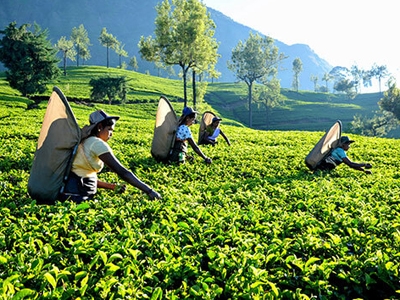 Loss making tea estate companies to be restructured