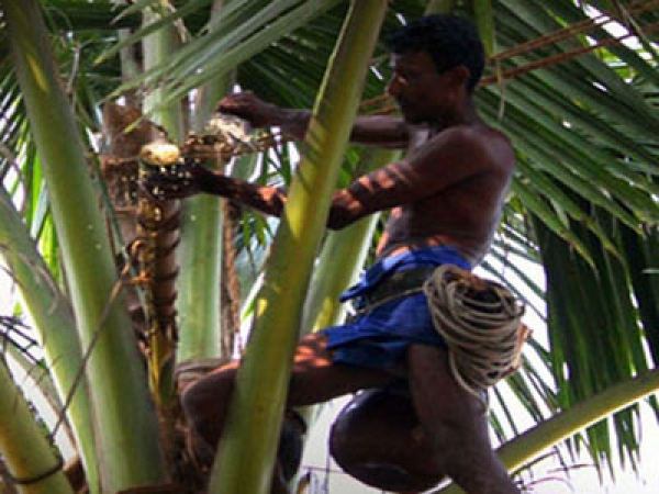 Tapping ‘Kithul toddy’ not illegal anymore; Police