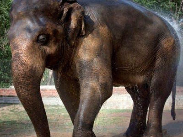 Pakistan to relocate lonely Sri Lankan elephant Kaavan to Cambodia