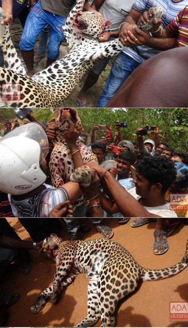 Leopard Beaten To Death By Angry Villagers In Killinochchi: Carcass Carried Around Triumphantly By Attackers