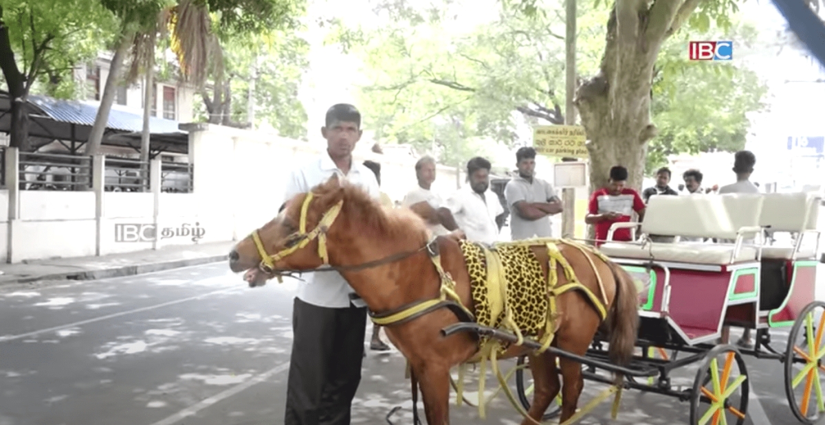 Horse Carts And Bullock Carts Are Back On Roads As Solution To Fuel Crisis