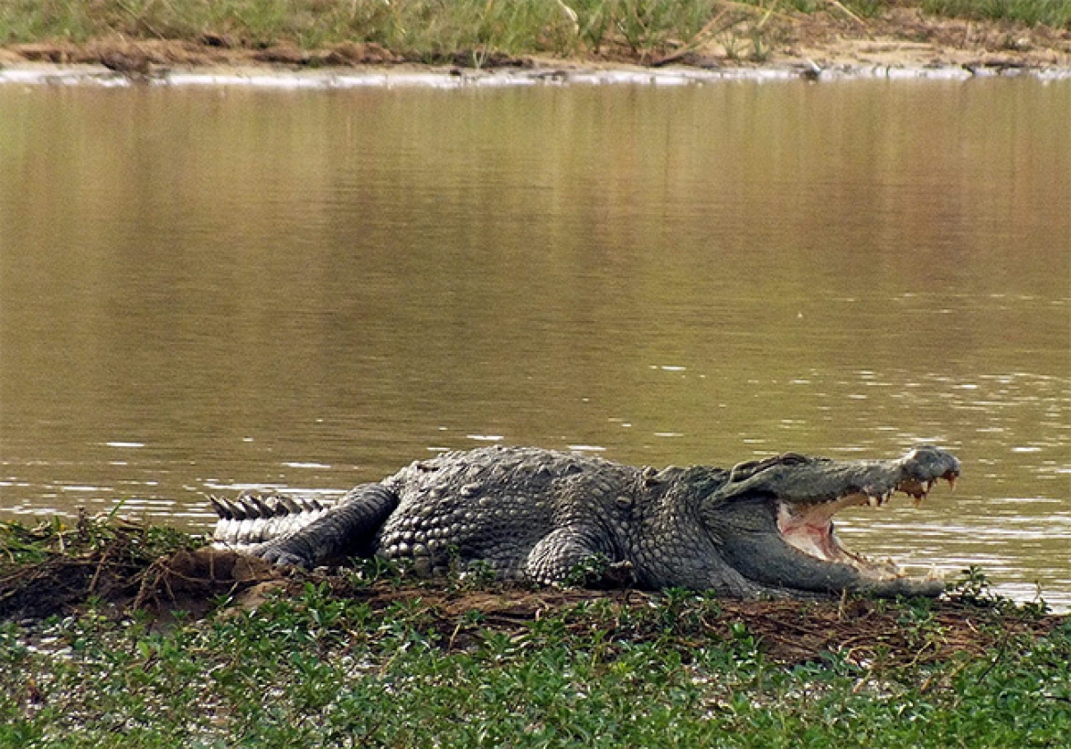 Man Reported Missing After Crocodile Attack in Pottuvil