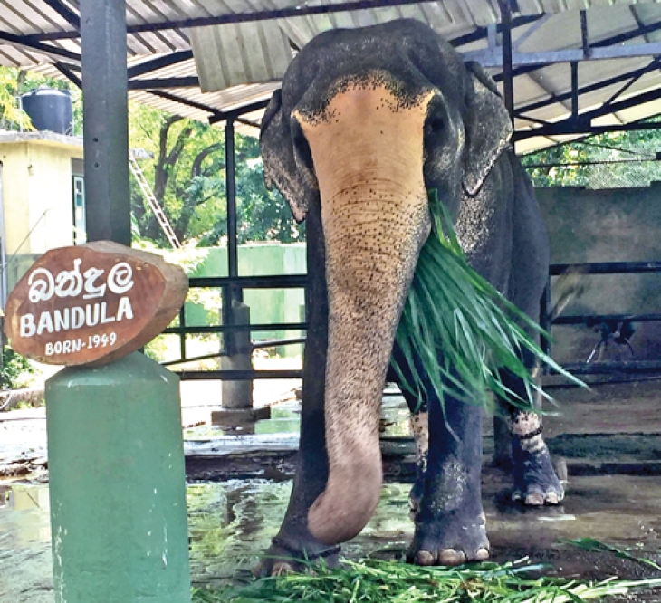 The Tragic Story of Bandula - Oldest living Sri Lankan elephant in captivity dead at 73