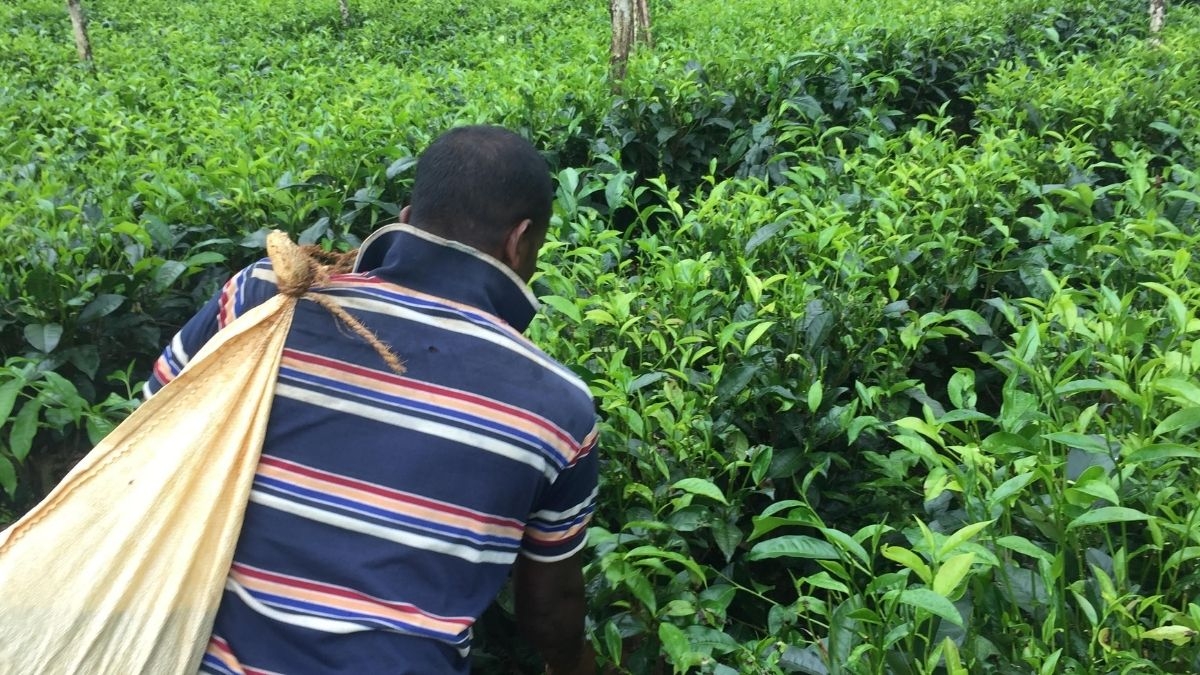 Tea Industry Now Permitted To Import Nitrogen-based Chemical Fertiliser: Govt. Says Larger Goal For Organic Fertiliser Will Continue
