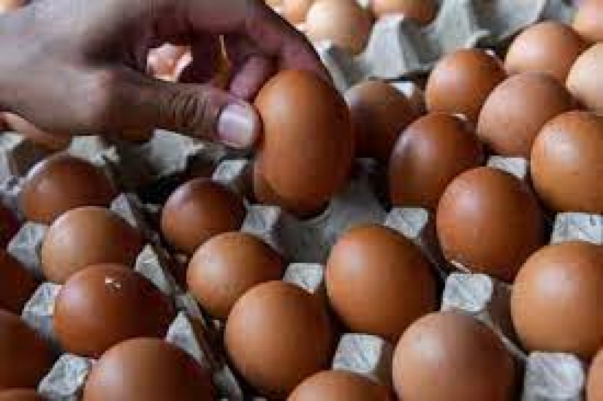 15 Million Imported Eggs En Route to Sri Lanka to Alleviate Festive Season Shortages