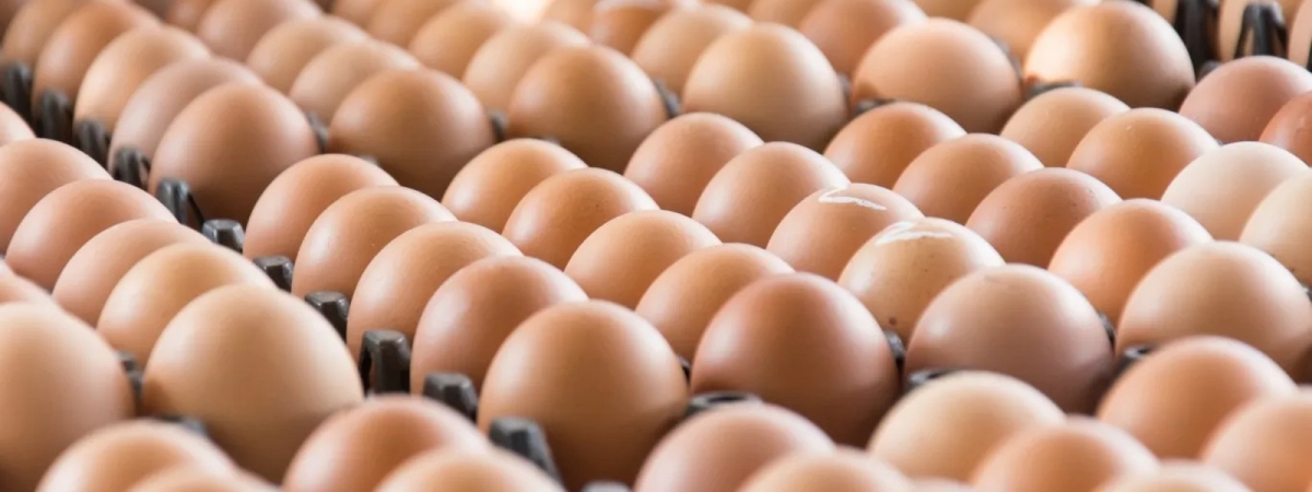 Agreement on Maximum Retail Price of Eggs