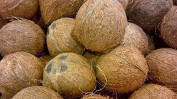 Prices Of Coconut, Vegetables Shoot Up