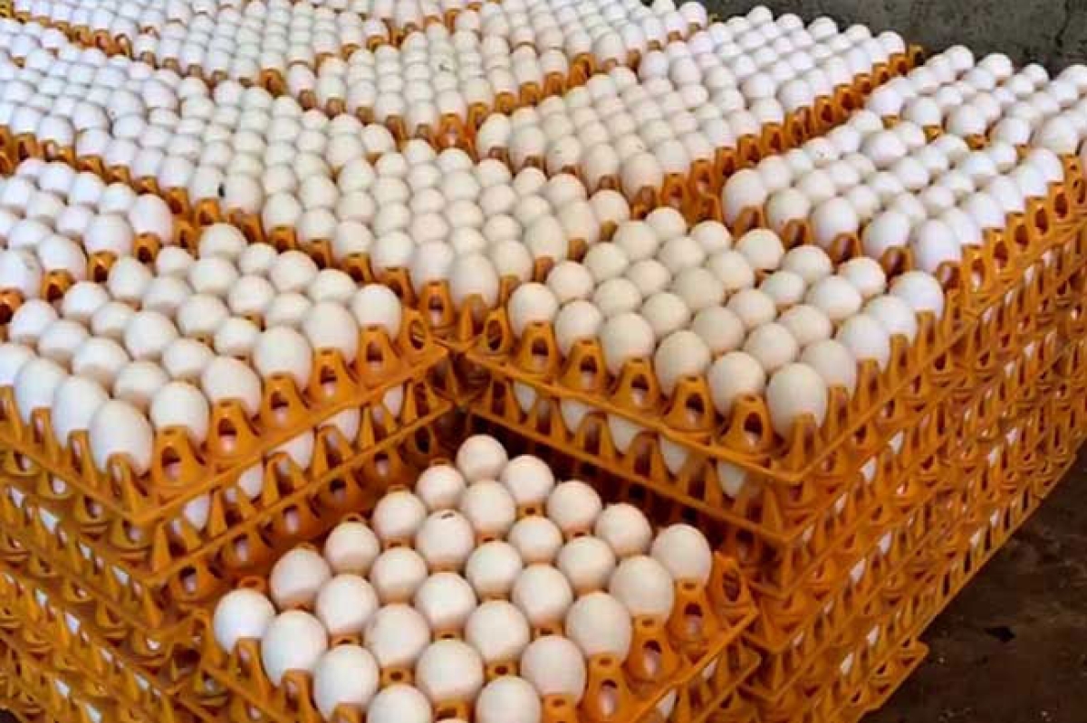 Sri Lanka to Recommence Egg Imports in 10 Days