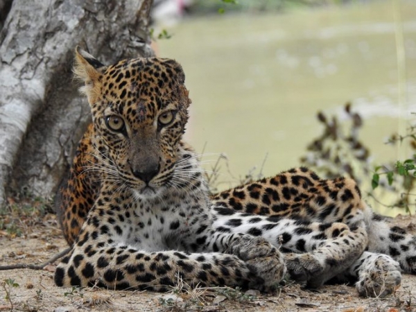 Opposition Leader Intervenes To Protect Ailing Young Leopard Found At Yala