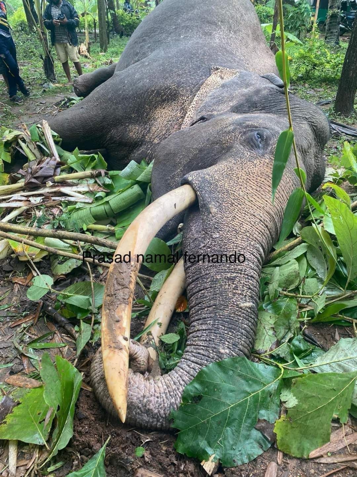 Famed Elephant Deega-Danthu Bids Farewell After Electrocution