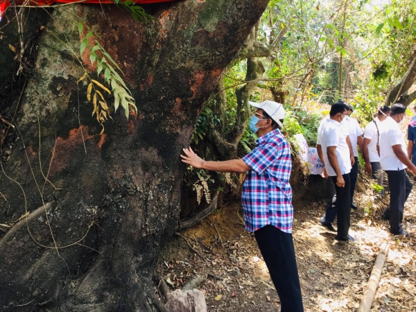 Sirisena Visits Crudia Zeylanica Tree In Daraluwa: Stresses The Need For Preserving It In Current Location