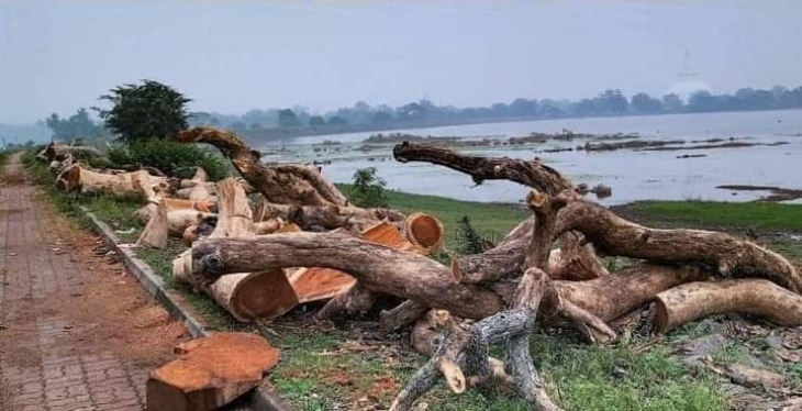 Authorities reveal reason behind the felling of iconic trees in Anuradhapura