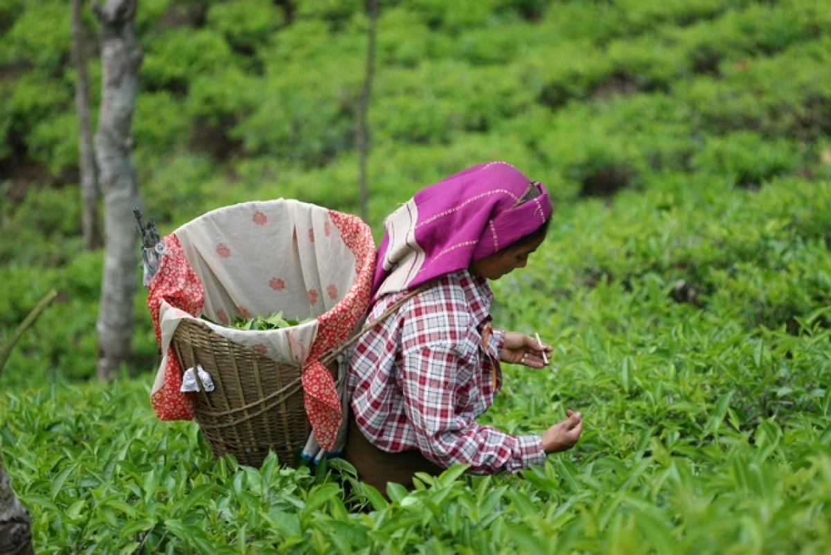 RPCs Increase Deepavali Festival Advances for Plantation Workforce by 25%