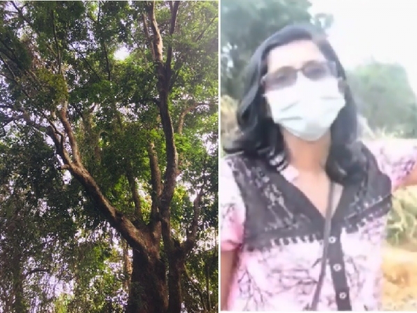 Gampaha Wildlife Officer Devanee Who Protected Crudia Zeylanica Tree Summoned To Wildlife Department For Inquiry