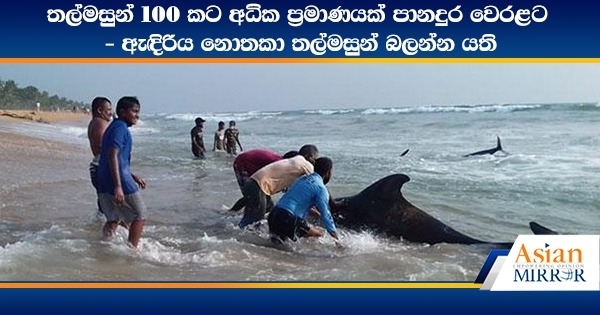 Over 100 Whales Found Stranded Off Panadura Beach