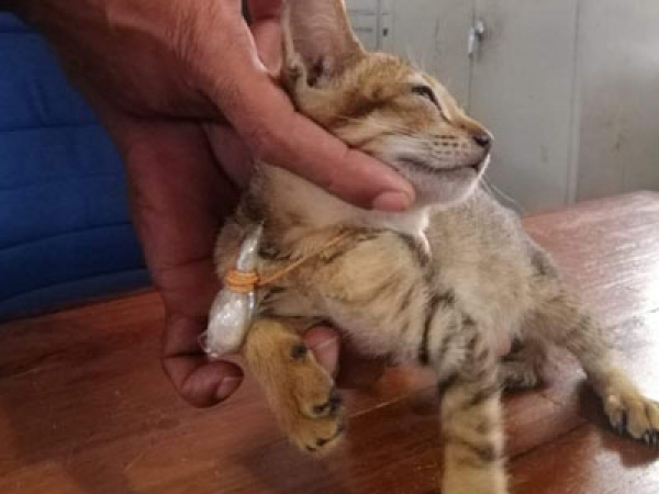 Cat with heroin packets tied around its neck captured