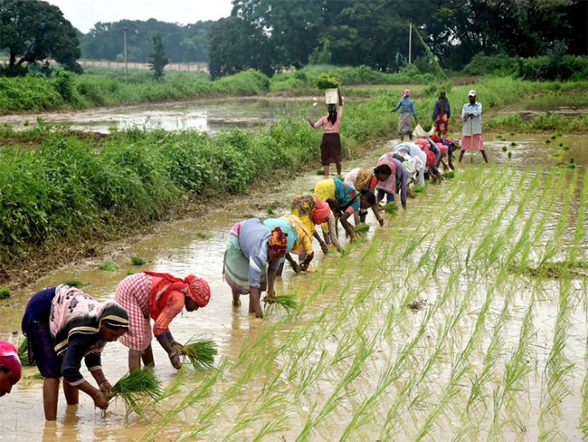 Government Decides to  Write-Off All Crop Loans of Farmers