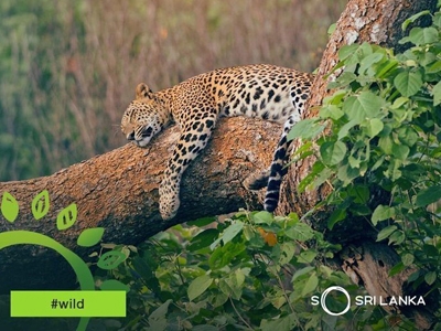 Sri Lanka Tourism goes virtual to promote ‘Wildlife’
