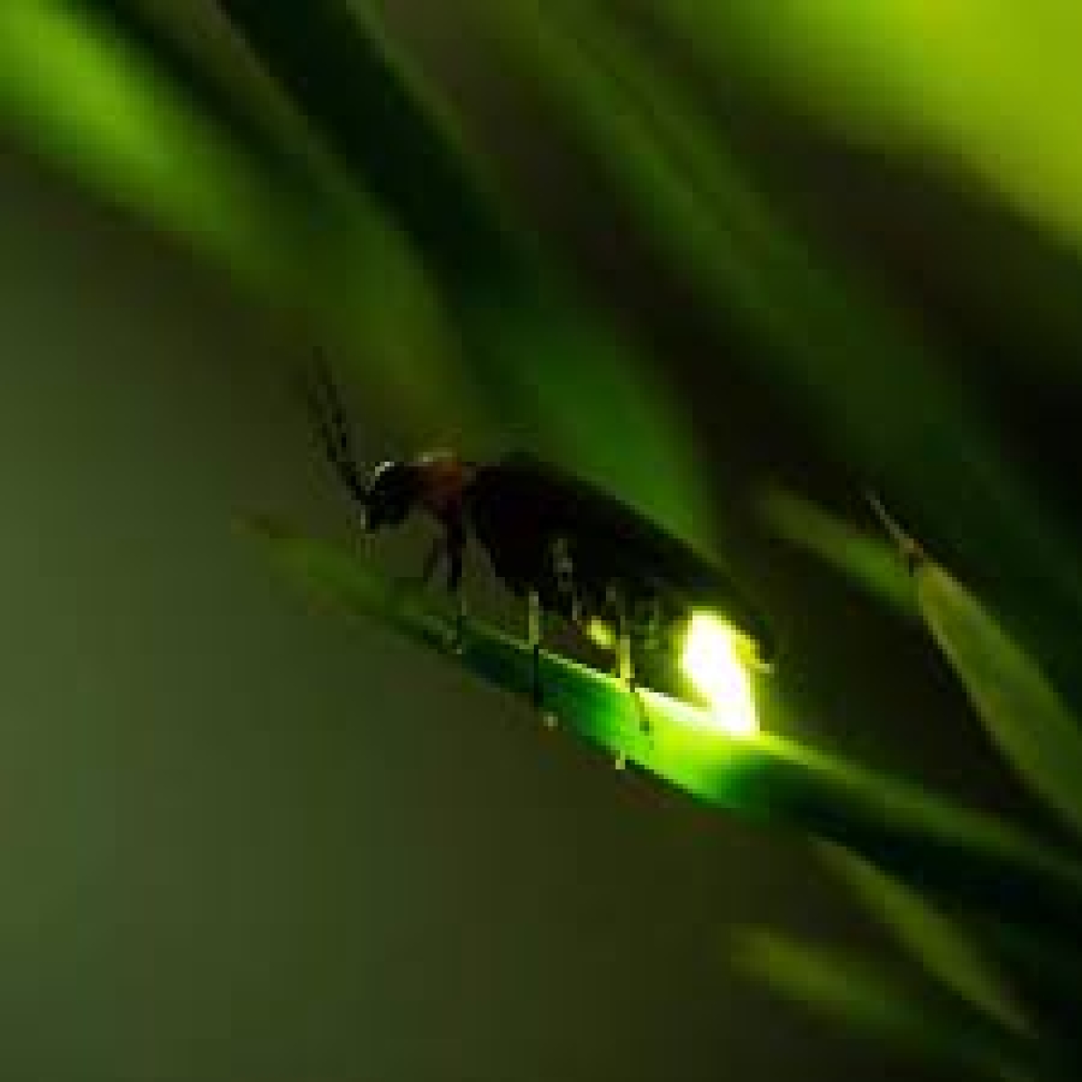 Two New Firefly Species Endemic to Sri Lanka Discovered