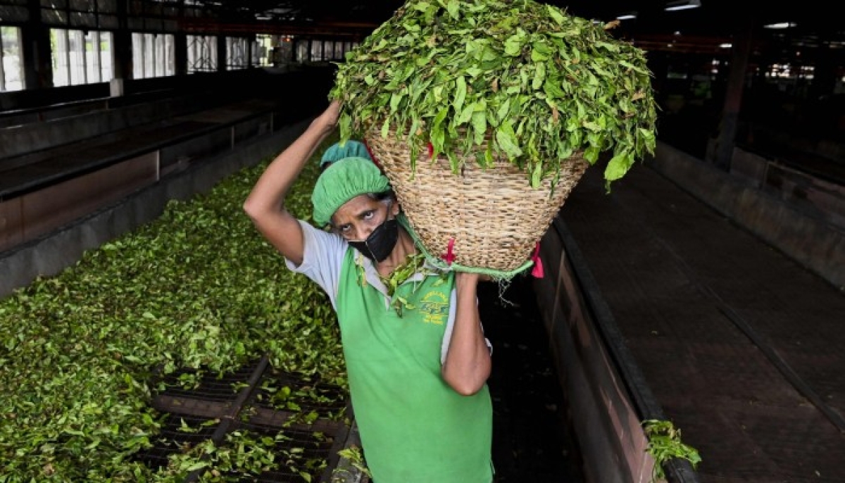 Gotabhaya&#039;s Decision To Ban Chemical Fertiliser In Sri Lanka Benefits Indian Tea Producers In 2022
