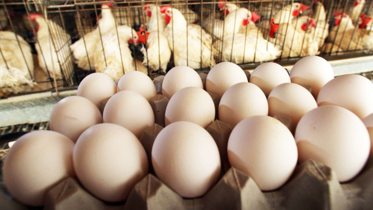 Egg producers threaten govt with legal action against maximum retail price