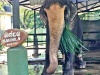 The Tragic Story of Bandula - Oldest living Sri Lankan elephant in captivity dead at 73