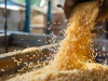 Rice Shortage and Price Surge Linked to Increased Beer Production