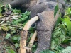 Famed Elephant Deega-Danthu Bids Farewell After Electrocution