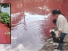 Red Water Discoloration in Ratmalana Canal: Person Arrested